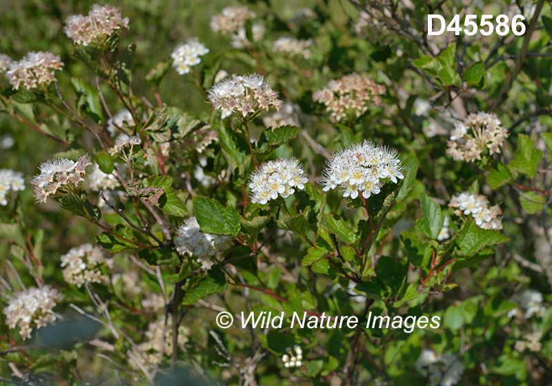 Physocarpus-opulifolius eastern-ninebark